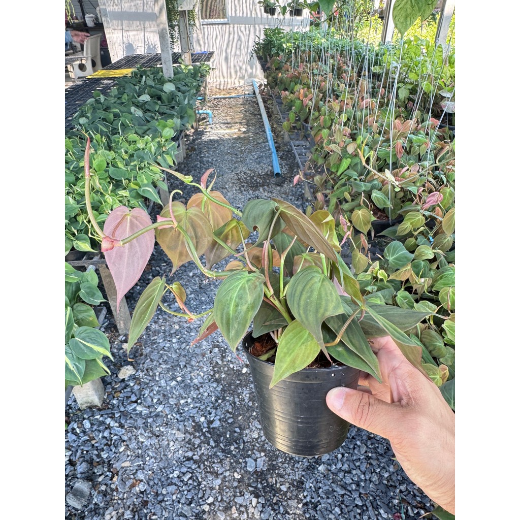 มุมมอง 3