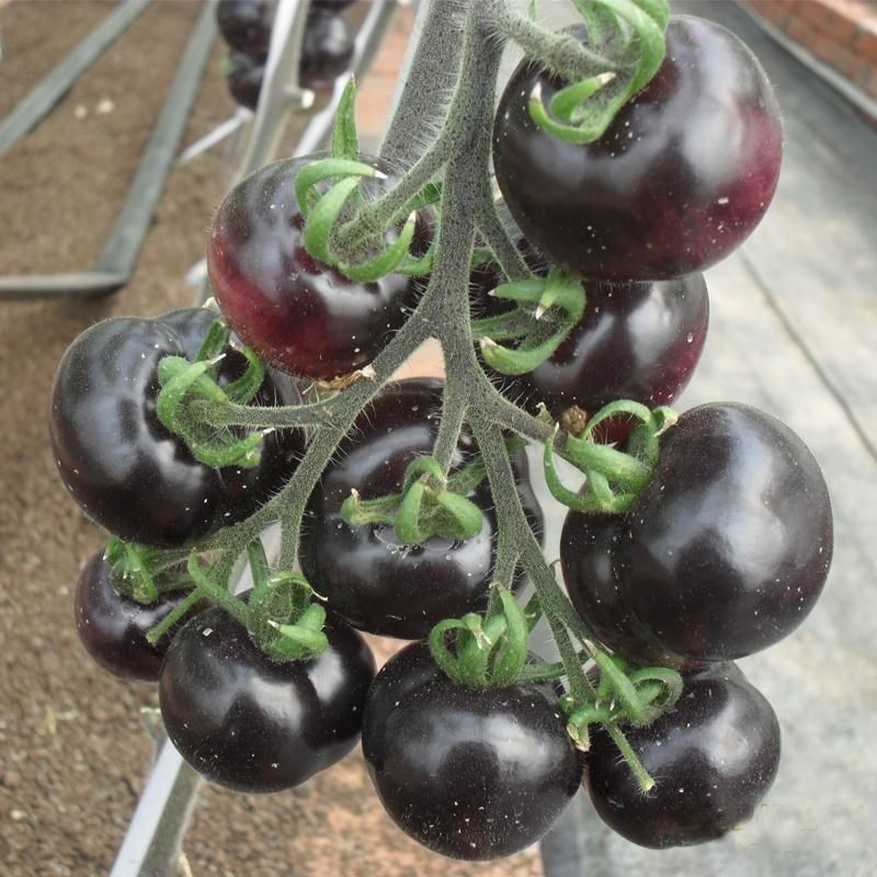 Imported Black Tomato Seeds American Black Gem Tomato Fruit Type Home Garden Balcony Potted Vegetabl