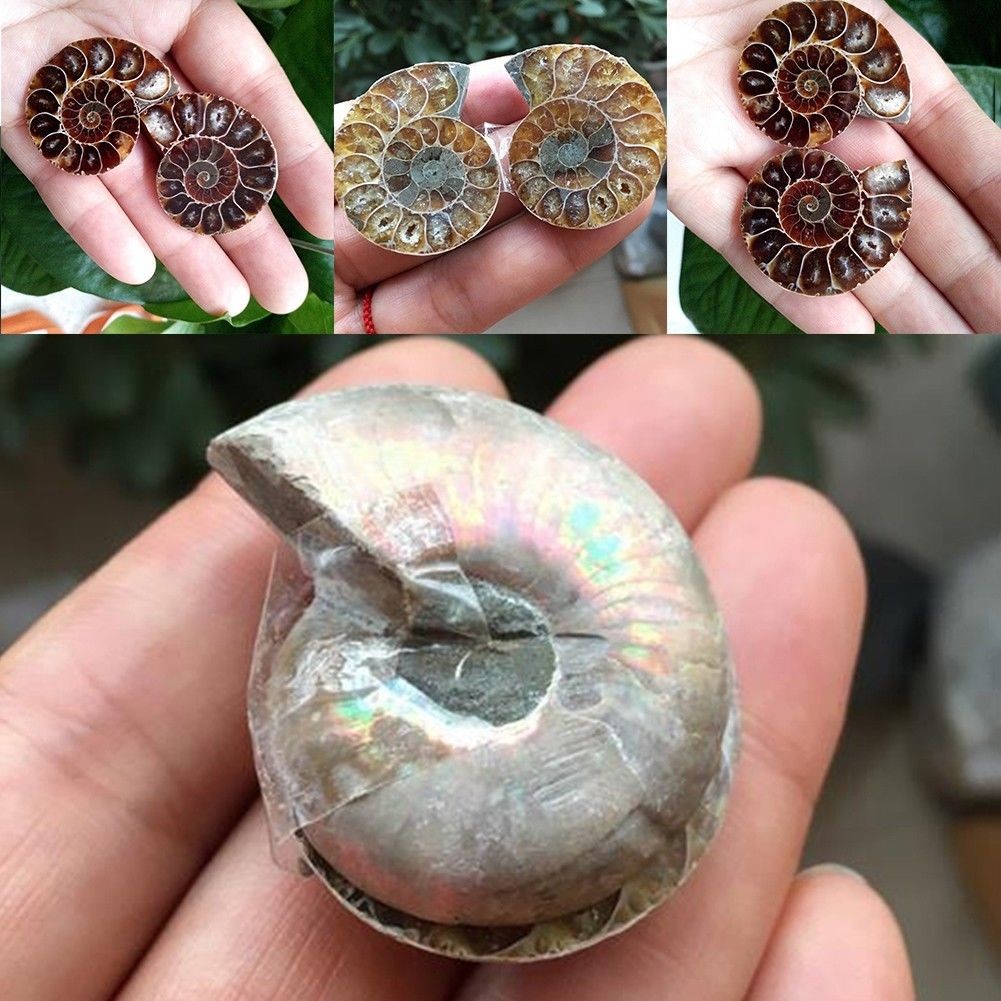 1 คู่ครึ่งตัดสังข์ธรรมชาติ Ammonite Shell Fossil ตัวอย่าง Madagascar