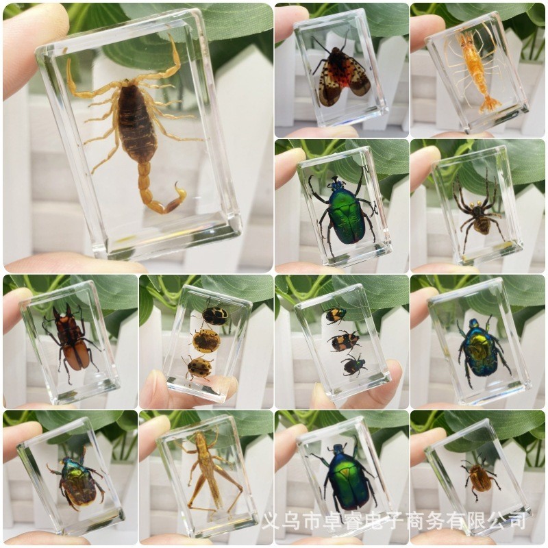 ตัวอย่างแมลง Spiders Beetles รุ่นเรซิ่นเครื่องประดับจําลองโปร่งใส Decor Craft Real Creative ของเล่นเด็กตกแต่งโต๊ะผีเสื้อใน Clear การศึกษาสํารวจ Instrum