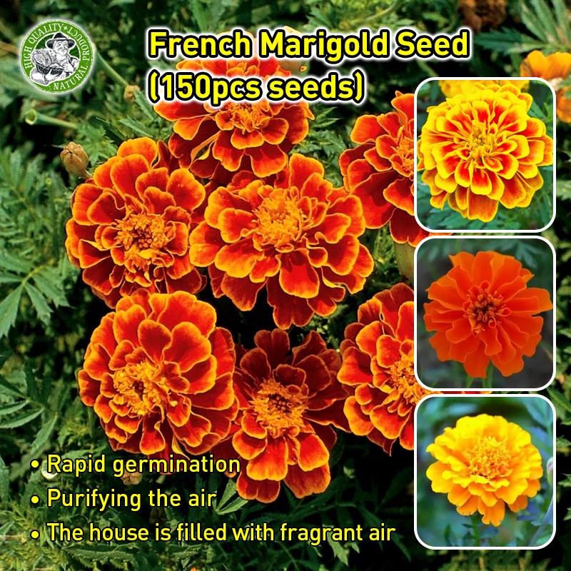 ปลูกง่าย/CODเมล็ดพันธุ์ ดาวเรือง ฝรั่งเศส สปาร์คกี้คละสี Sparky French Marigold Mix seed เมล็ดพันธุ์แท้ นำเข้าต่างประเทศ