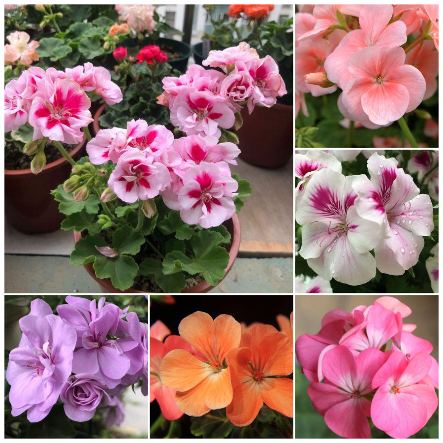 เมล็ดเจอเรเนียม Geranium Seeds 100เมล็ดพันธุ์คุณภาพ เมล็ดดอกไม้ เมล็ดพันธุ์ ไม้ประดับ plant เมล็ด ไม้ดอก ต้นดอกไม้ บอนไซ