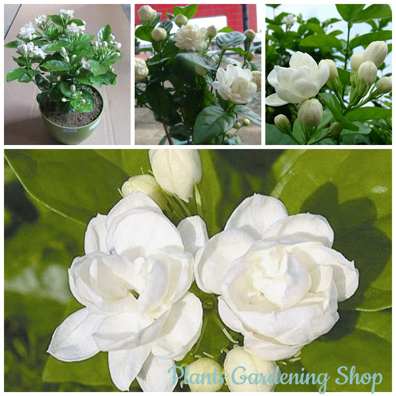 เมล็ดพันธุ์ ต้นมะลิ Jasmine Seeds Aromatic flower seeds เมล็ดดอกไม้ (แต่ละแพ็คมี 50 เมล็ด - Seeds for planting)