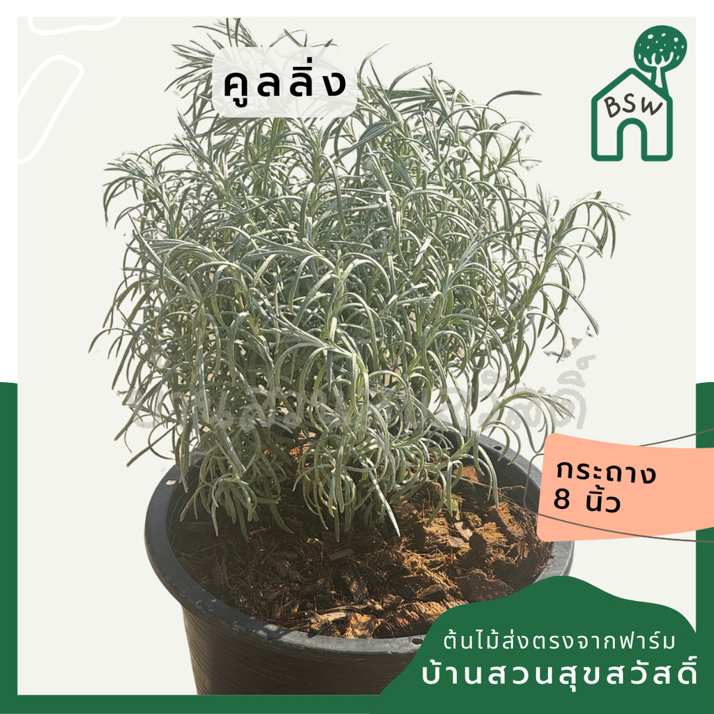 คูลลิ่ง โรสแมรี่ขาว กระถาง 6-8 นิ้ว (Curry Rosemary)