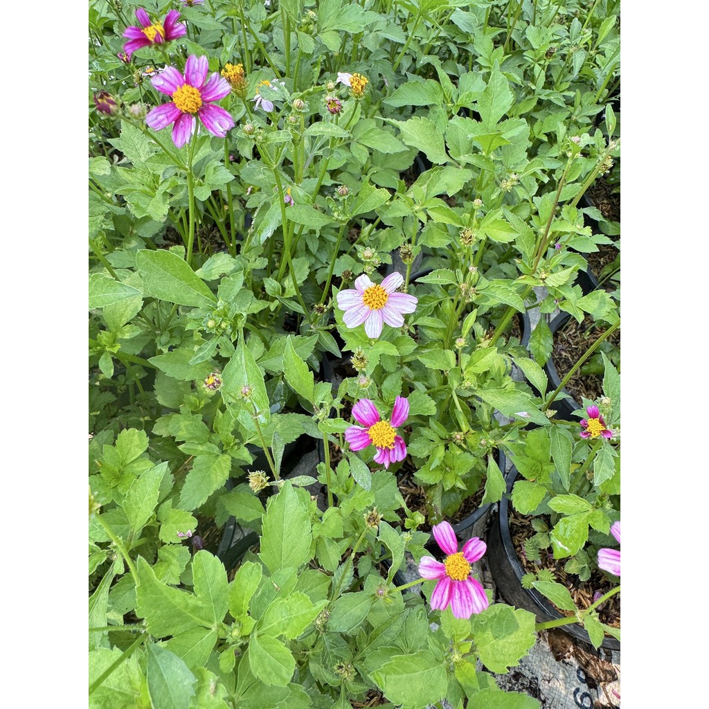 มุมมอง 3