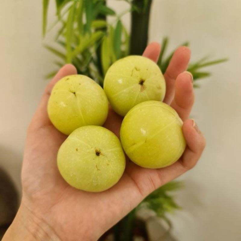 สดจากฟาร์ม ทุกวัน!!! [1 กิโล] มะขามป้อมยักษ์ สดจาก ไร่ป้อม ราคา ถูก ส่ง ที่สุด ราคา ถูกที่สุด ดีลบีเคเค แกลเลอรีภาพที่ 4