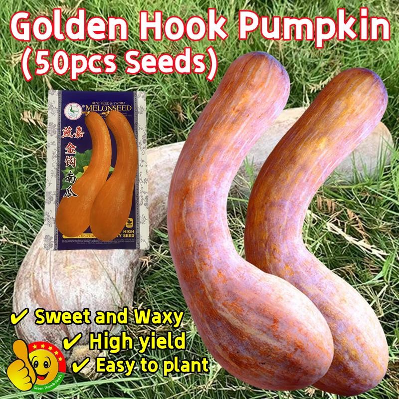 50เมล็ด/ซอง เมล็ดฟักทอง Golden Hook Pumpkin Seeds Organic Sweet Pumpkin Plants Seeds Pumpkin Vegetab