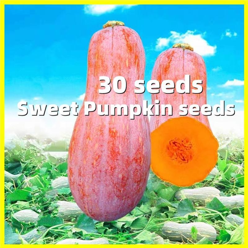 30เมล็ด Honey Pumpkin Seeds เมล็ดฟักทองญี่ปุ่นสีส้ม เมล็ดพันธุ์ผัก Sweet Pumpkin Seeds Vegetables Se