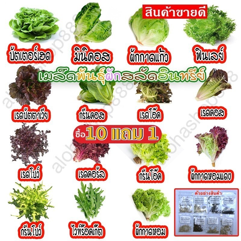 [10แถม1คละได้ ] เมล็ดพันธุ์ ผักสลัดอินทรีย์ 20-300 เมล็ด คัดพิเศษ ผักสลัด มีคู่มือการปลูก ถูกที่สุด