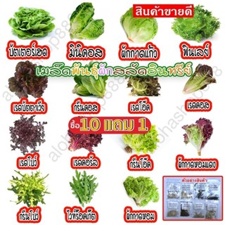 [10แถม1คละได้ ] เมล็ดพันธุ์ ผักสลัดอินทรีย์ 20-300 เมล็ด คัด…