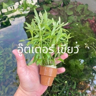 ส่งด่วน - ต้นไม้น้ำ ไม้น้ำตู้ปลา เลี้ยงง่าย ไม่ต้องใช้คาร์บอน