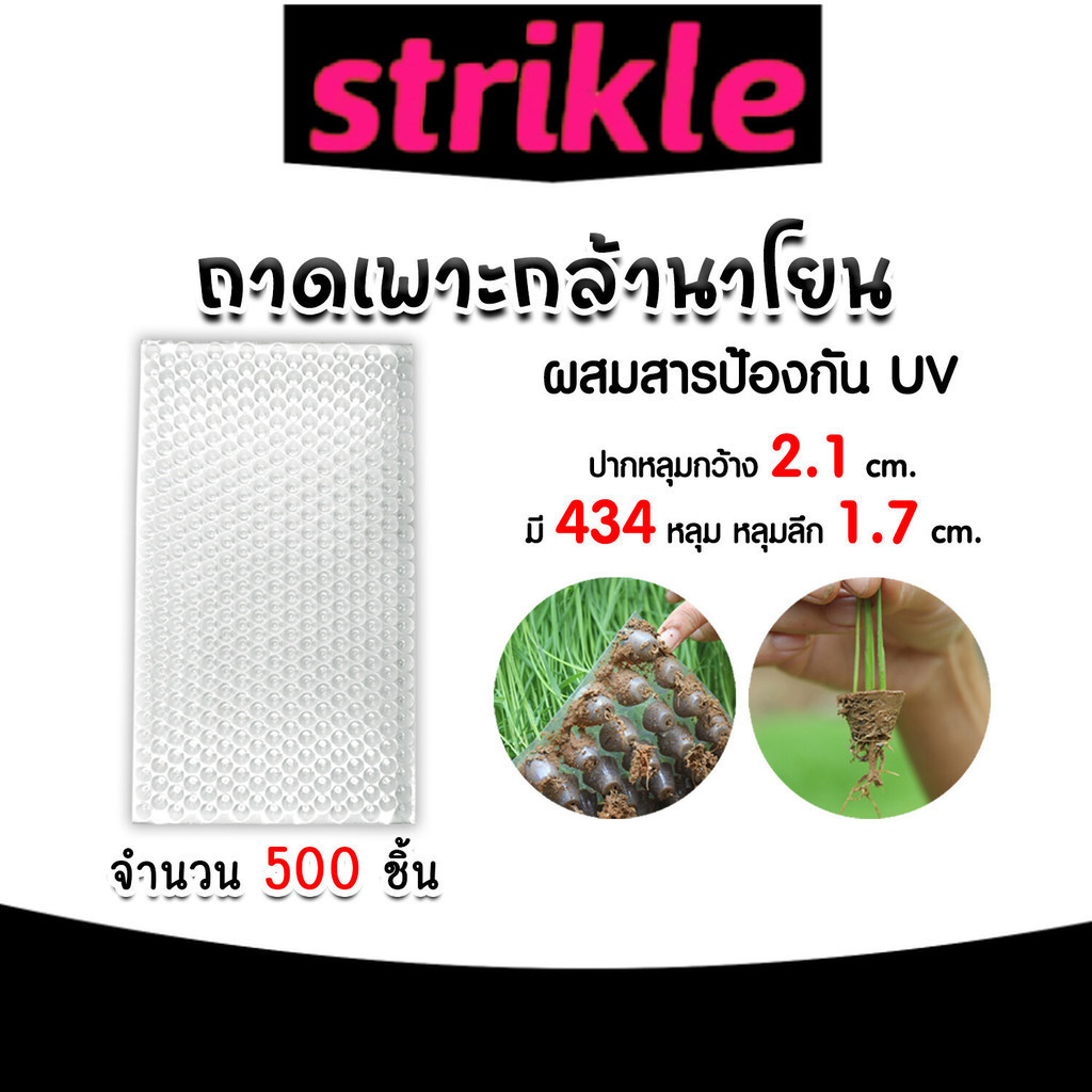 ถาดเพาะกล้านาโยน 434 หลุม แพ็ค 500 ชิ้น ถาดเพาะกล้า ถาดเพาะนาโยน เพาะกล้านาโยน กล้านาโยน ถาดนาโยน ถา