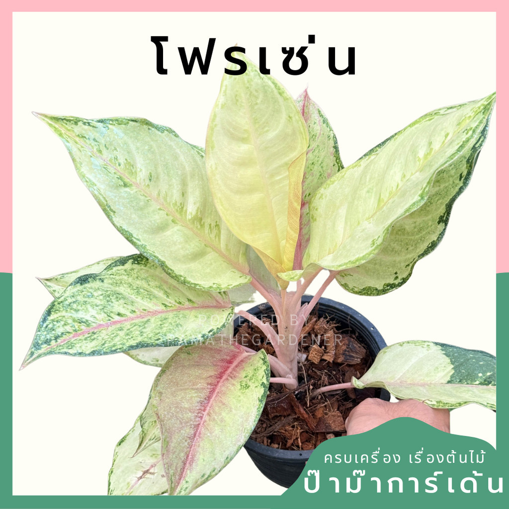 อโกลนีม่า โฟรเซ่น Aglaonema sp. 'Frozen'