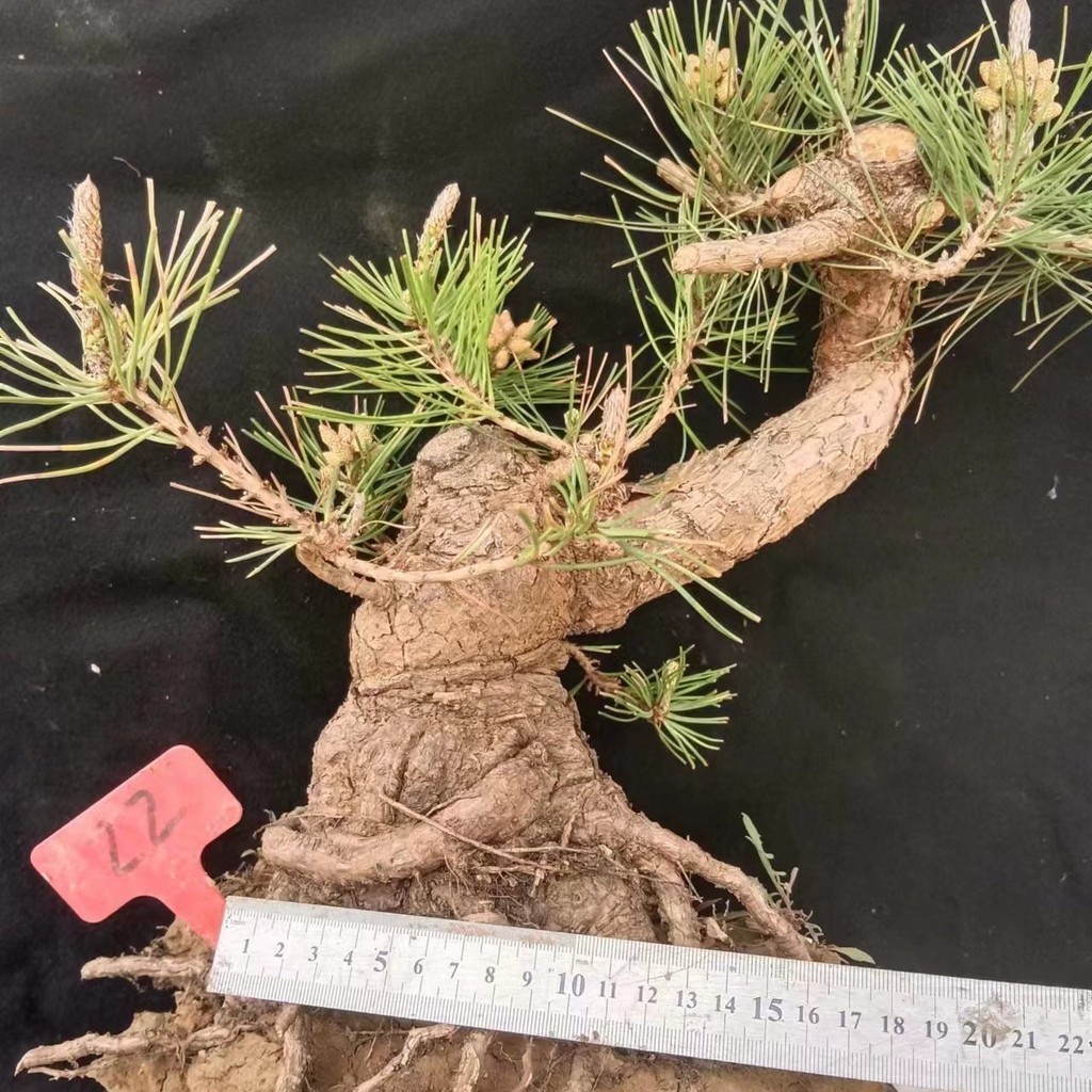 ไม้สนดำ Platycladus oriberadus การทำสวนการตกแต่งในร่มเกรดสูงกองเก่ากระถางดอกไม้วัสดุต้นกล้าต้นกล้าไม้สนดำแคระ
