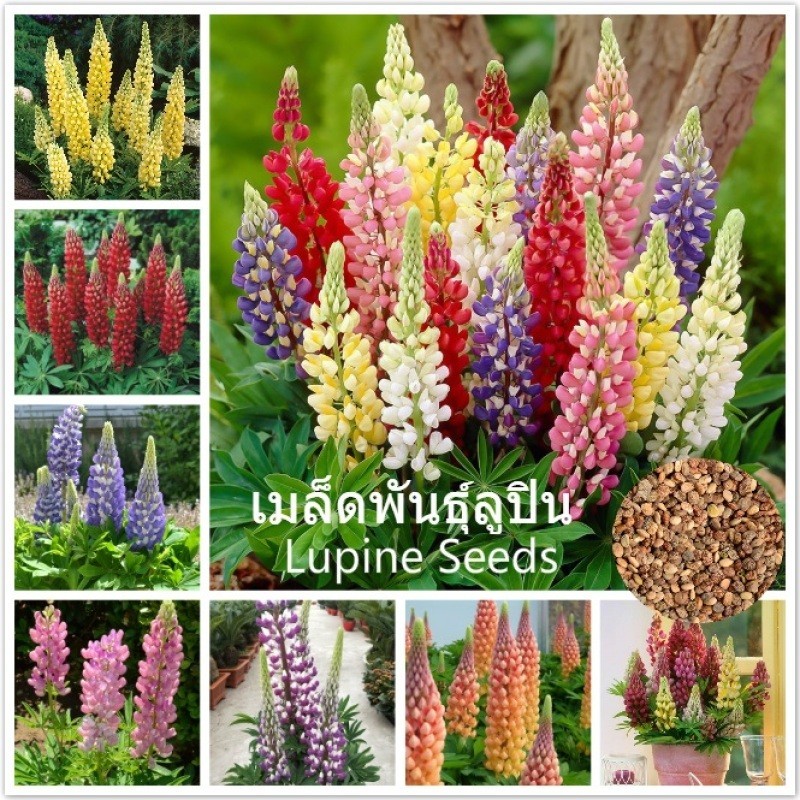 เมล็ดพันธุ์ ลูปิน Lupine flower seeds บรรจุ 100 เมล็ด ต้นไม้ประดับ บอนสีหายาก เมล็ดดอกไม้ ต้นไม้มงคล ต้นไม้ฟอกอากาศ