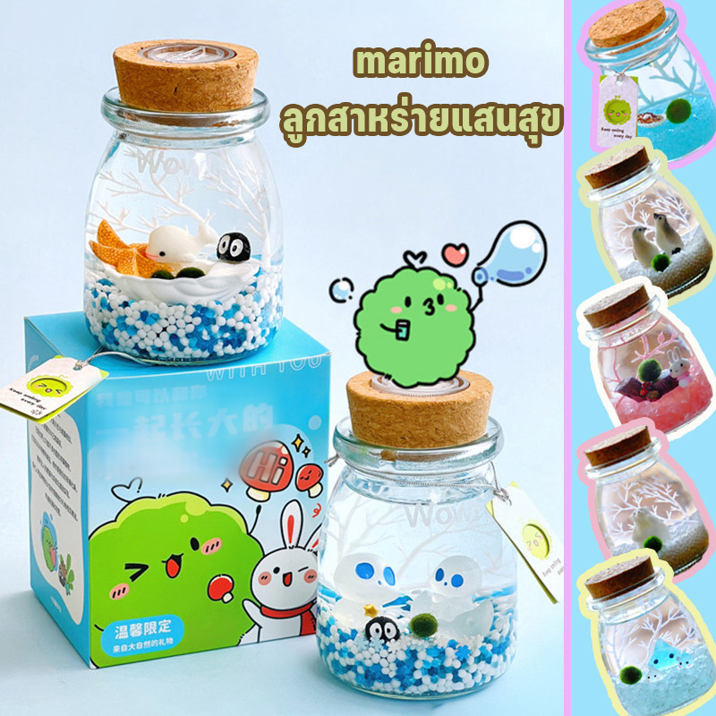 มาริโมะ เซ็ตมาริโมะโหลกลม ชุดพร้อมเลี้ยงมาริโมะ marimo มอสบอล ชุดพร้อมเลี้ยงมาริโมะแท้