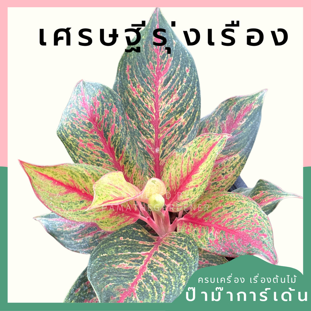 อโกลนีม่า เศรษฐีรุ่งเรือง Aglaonema sp.