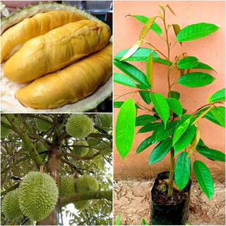 🌳3ต้นทุเรียนหมอนทอง🌳 ทุเรียนพันธุ์มีชื่อเสียงที่สุดของประเทศไทย. ต้นกล้าสูง 60-80 ซม🌳