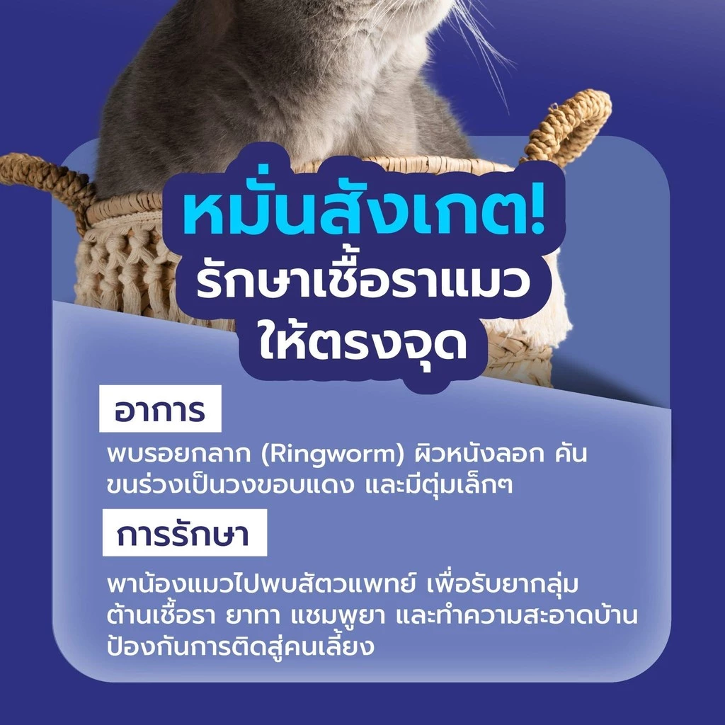 D Essence Liquid น้ำมันบำรุงผิวหนังและเส้นขน อร่อย ชนิดน้ำ แถมทิชชู่เปียกกลิ่น Original 20 แผ่น 1 ห่อ พร้อมส่ง thumbnail 8