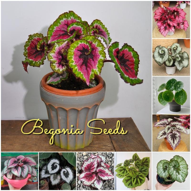 เม็ดพันธุ์ บีโกเนีย ต้นบีโกเนีย บรรจุ 50 เมล็ด สีผสม Begonia Plants Seeds for Planting บอนสี เมล็ดดอกไม้ บอนไซ Flowers