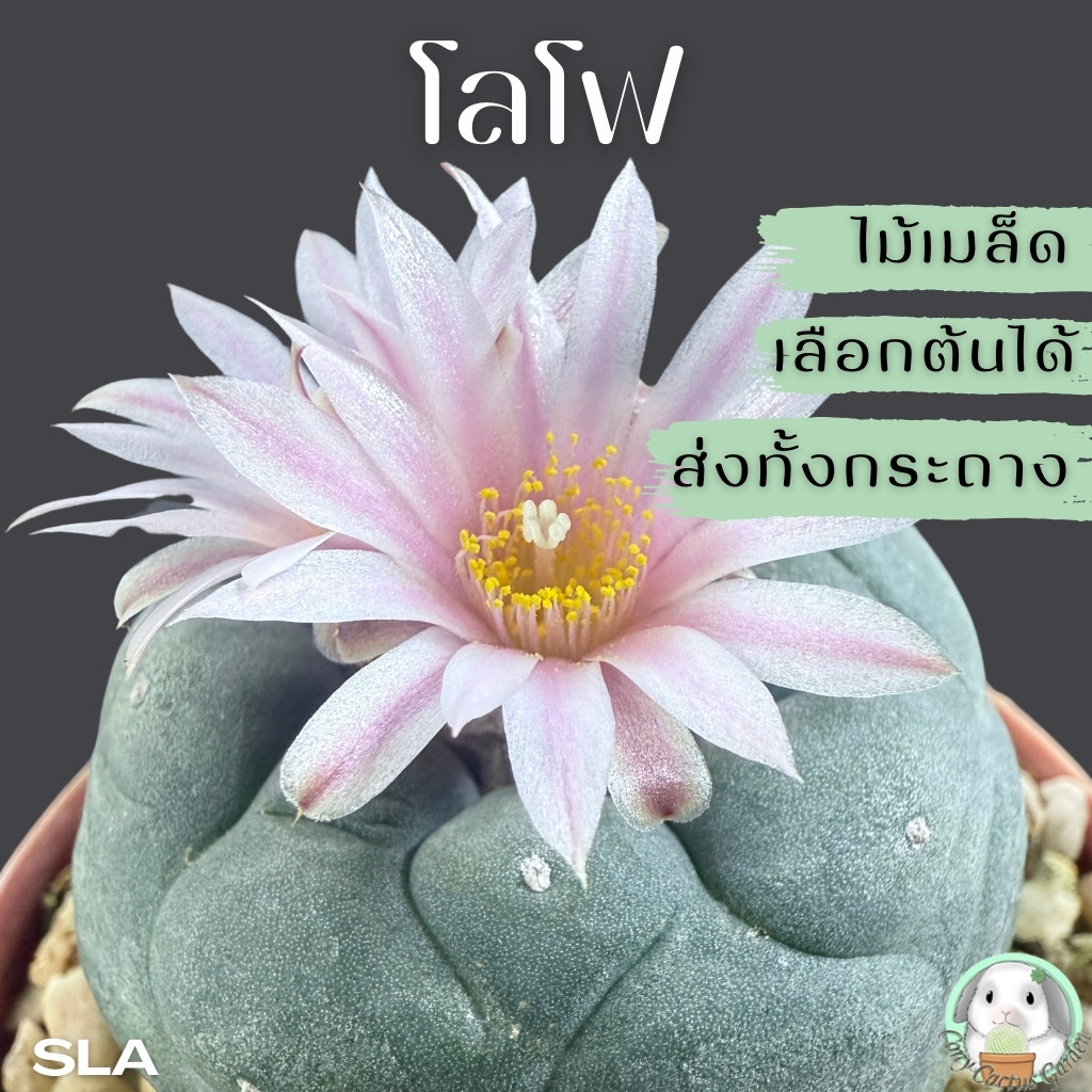 ต้นโลโฟ Lopho (( เลือกต้นได้ )) ส่งทั้งกระถาง ไม้เพาะเมล็ด Set SLA - ต้นกระบองเพชร ราคาถูก🌵ต้นแคคตัส❤️