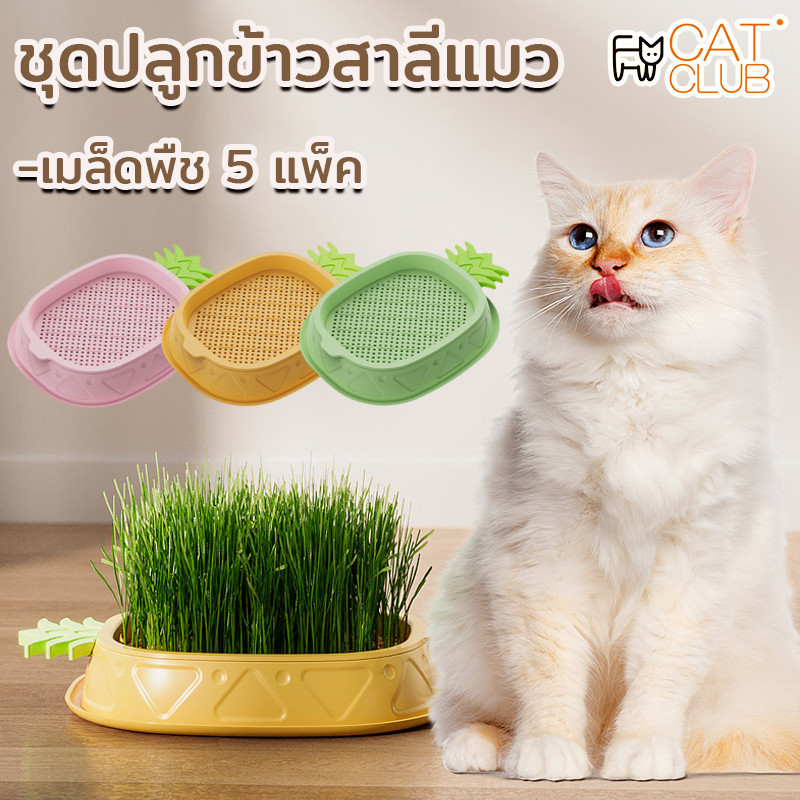พร้อมส่ง CAT CLUB ชุดปลูกข้าวสาลีแมว หญ้าแมว ออร์แกนิค มล็ดพืช 5 แพ็ค ไฮโดรโปนิกส์ หญ้าแมวออแกนิก