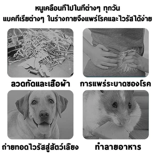 【10แถม10】ยาฆ่าหนลูกเหม หนู สามารถขับไล่ แมลงสาบ ตุ๊กแก ค้างคาว จิ้งจก สามารถกำจัดหนูได้อย่างรวดเร็วและมีประสิทธิภาพ[COD]