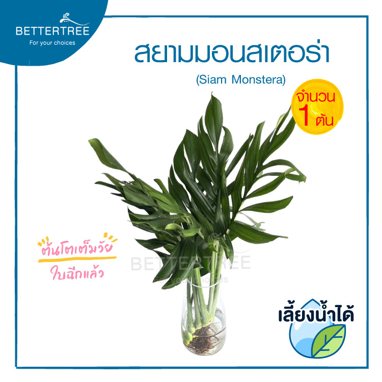 สยามมอนสเตอร่าใบฉีก(ขนาดใหญ๋) 💧เลี้ยงกับน้ำได้ (จำนวน 1 ต้น) Siam Monstera  ต้นไม้ฟอกอากาศ ต้นไม้ ต้นไม้น้ำ  ต้นไม้ในร่ม