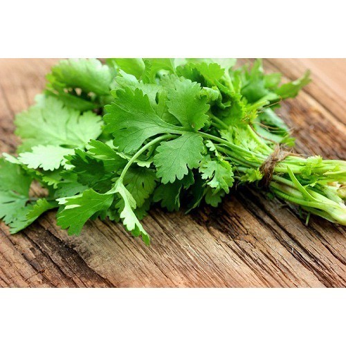 [10เเถม1คละได้] เมล็ดผักชี 5-10 กรัม คัดพิเศษ มีคู่มือปลูก - รูปที่ 2