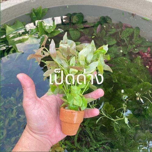 ต้นไม้น้ำ ไม้น้ำตู้ปลา เลี้ยงง่าย ไม่ต้องใช้คาร์บอน - รูปที่ 2