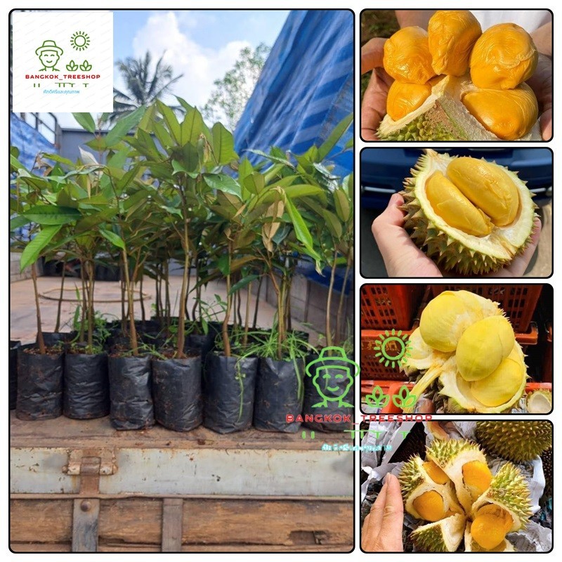 ต้นทุเรียนจิ๋ว ต้นทาบ สูง 60-80ซม. เนื้อสีทอง รสหวานเข้มข้น เมล็ดใหญ่