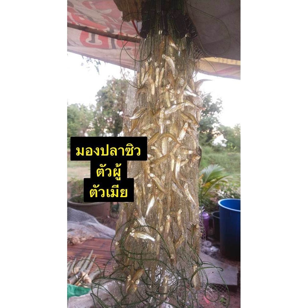 มองปลาซิวใยบัวแท้ 1.3/1.5/2/2.5เซน  ลึก50ตา  (แบ่ง 6) เเละ100เมตร