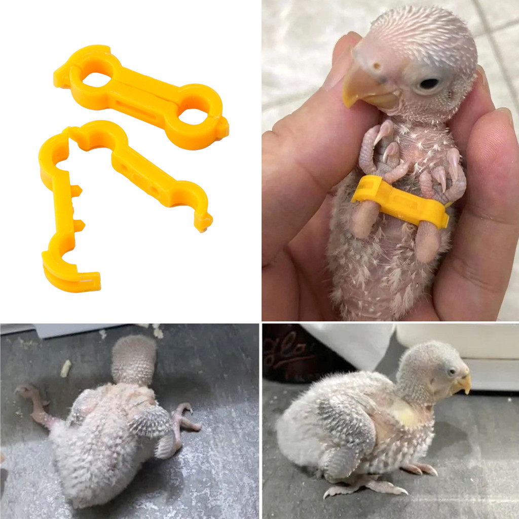 10 ชิ้น 4/5/6 มิลลิเมตรนกแก้วขา Corrector Rutin ไก่ Budgie Peony Budgie Cockatiel Nestling‌ อุปกรณ์นกแหวนแก้ไขแปดตัวอักษร