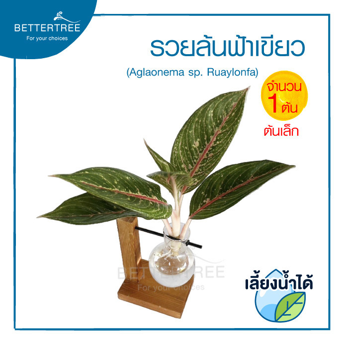 รวยล้นฟ้าเขียว(เล็ก) (จำนวน 1 ต้น)เลี้ยงน้ำได้ ไม้มงคล ไม้ฟอกากาศ