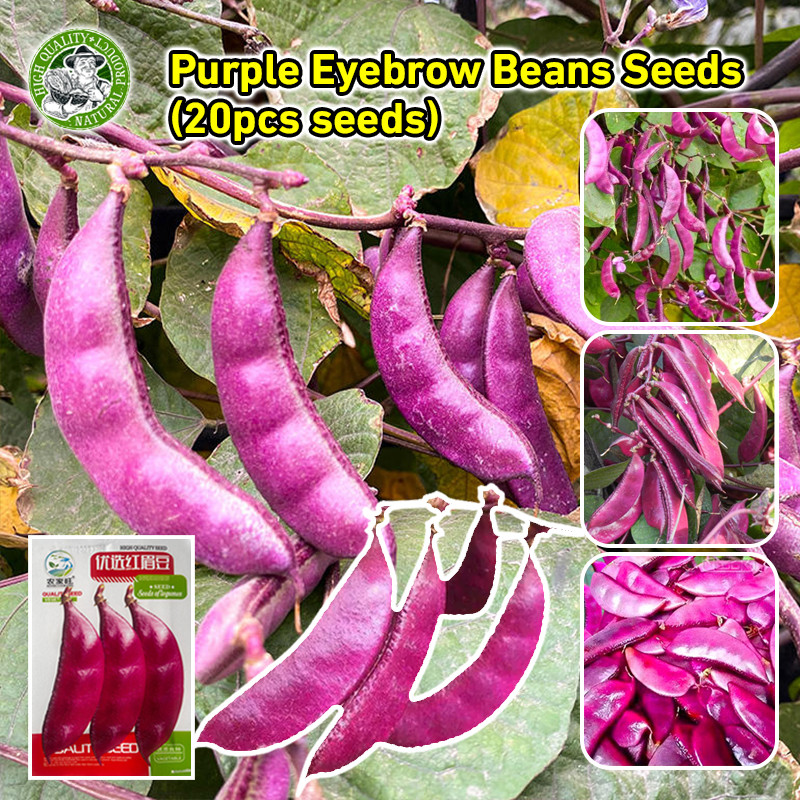 สินค้าดี มีคุณภาพ เมล็ดพันธุ์ถั่วแปบหูข้าง Purple Red Eyebrow Beans Seed Lentils Organic Vegetable S