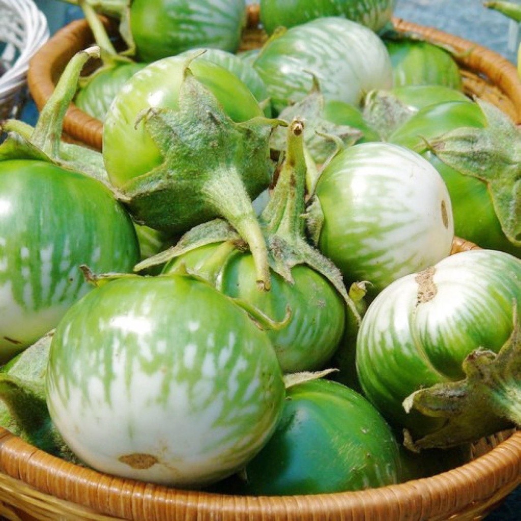 [10แถม1คละได้] เมล็ดพันธุ์ เมล็ดมะเขือเปราะ ลายคางกบ มะเขือลายคางกบ 100 เมล็ด มีคู่มือปลูก - รูปที่ 2