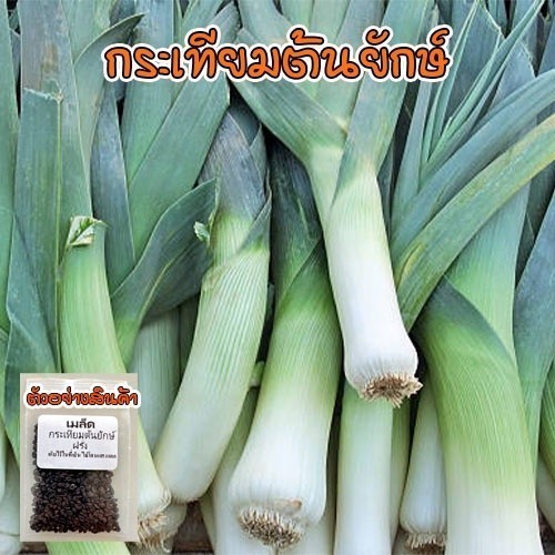 [10แถม1คละได้] กระเทียมต้น เมล็ดพันธุ์ Leek  40-100 เมล็ด กระทียมต้น เมล็ดกระเทียมต้น มีคู่มือการปลูก