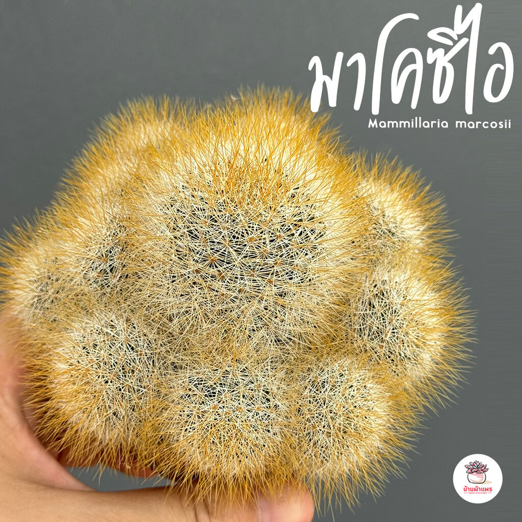 แมมมาโคซิไอ Mammillaria marcosii แคคตัส กระบองเพชร cactus&succulent