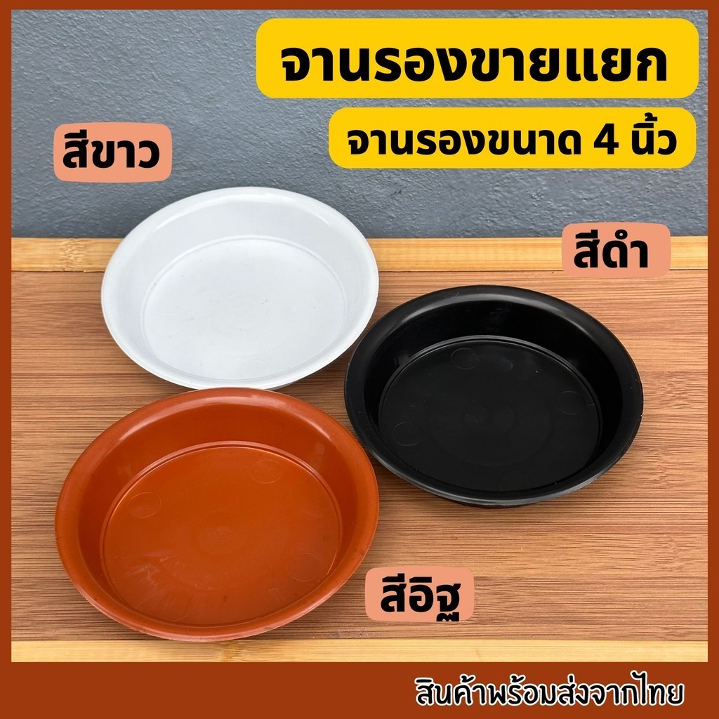 กระถางถ้วยชา5นิ้ว ถาดรองกระถางถ้วยชา กระถางปากกว้าง กระถาง5นิ้วทรงเตี้ย