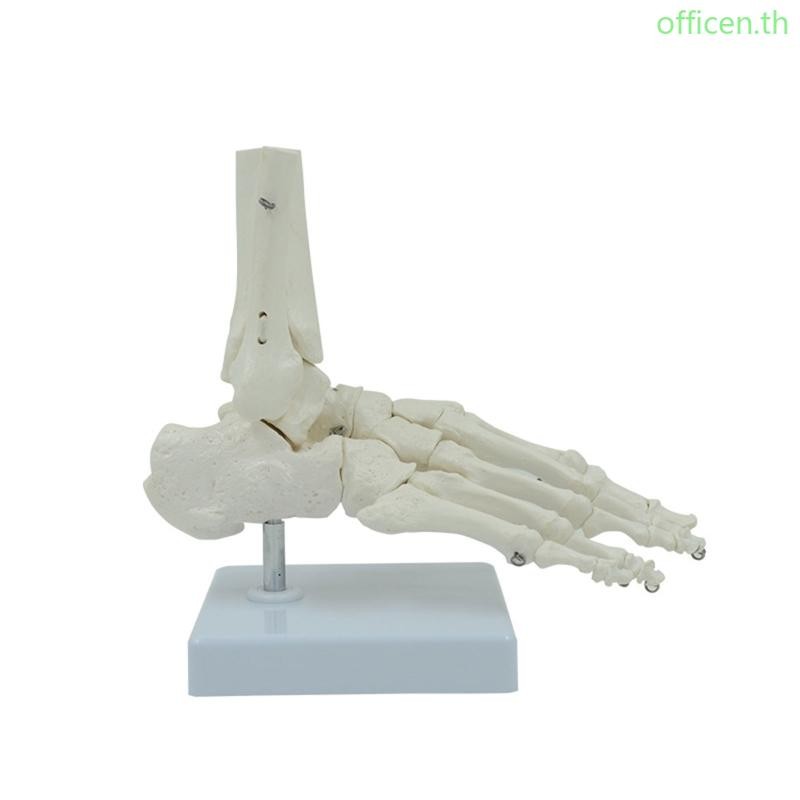 Cen Anatomy Foot Skeleton Model พร้อมฐานสําหรับการเรียนรู้การศึกษาห้องเรียนทางการแพทย์