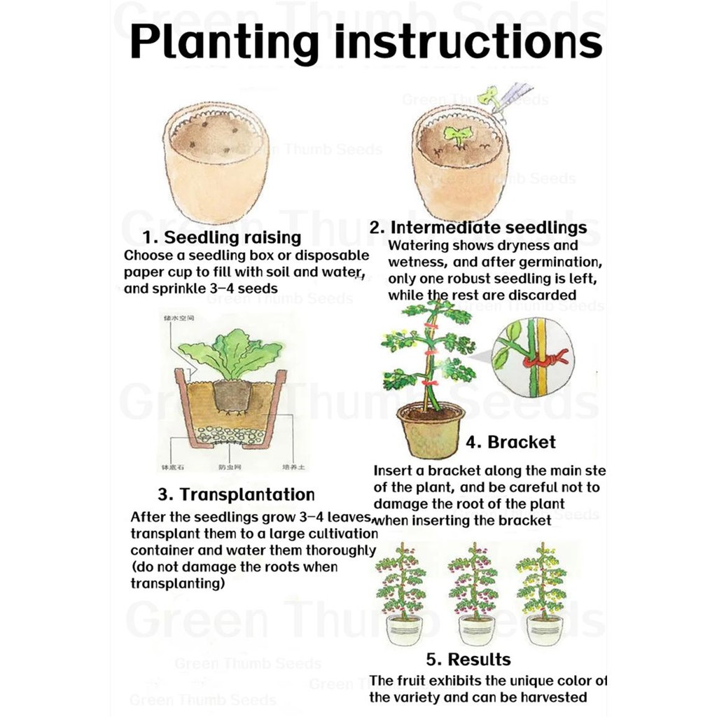 30 เมล็ด เมล็ดพันธุ์ ฟักดำยักษ์ Large Black Winter Melon Seeds Vegetable Seeds ฟักเขียวเปลือกดำตอปิโด ผักออร์แกนิก Plant - รูปที่ 6