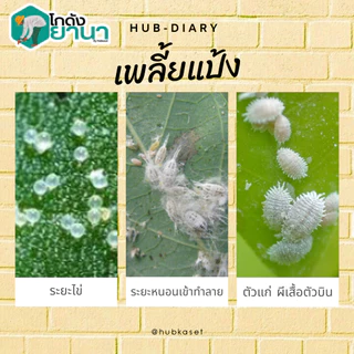 #ไวต์ออยล์ ป้องกันเพลี้ยหอย เพลี้ยไฟ เพลี้ยแป้ง #ร้านปุ๋ยดีเด่น