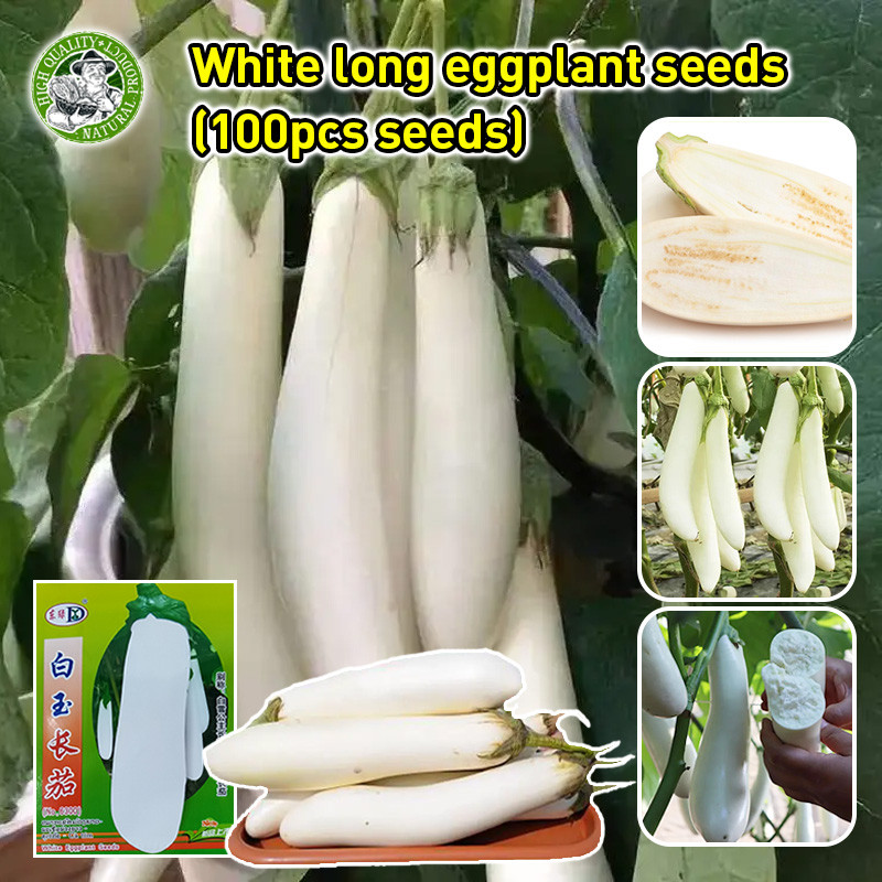 มะเขือยาวขาว White Long Eggplant Seeds Organic White Eggplant Vegetables Seeds เมล็ดพันธุ์ผัก เมล็ดผ