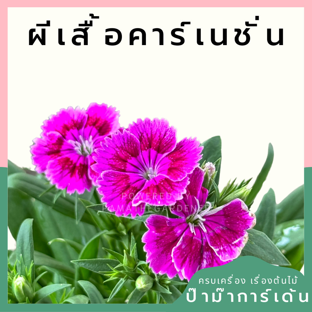 มุมมอง 4