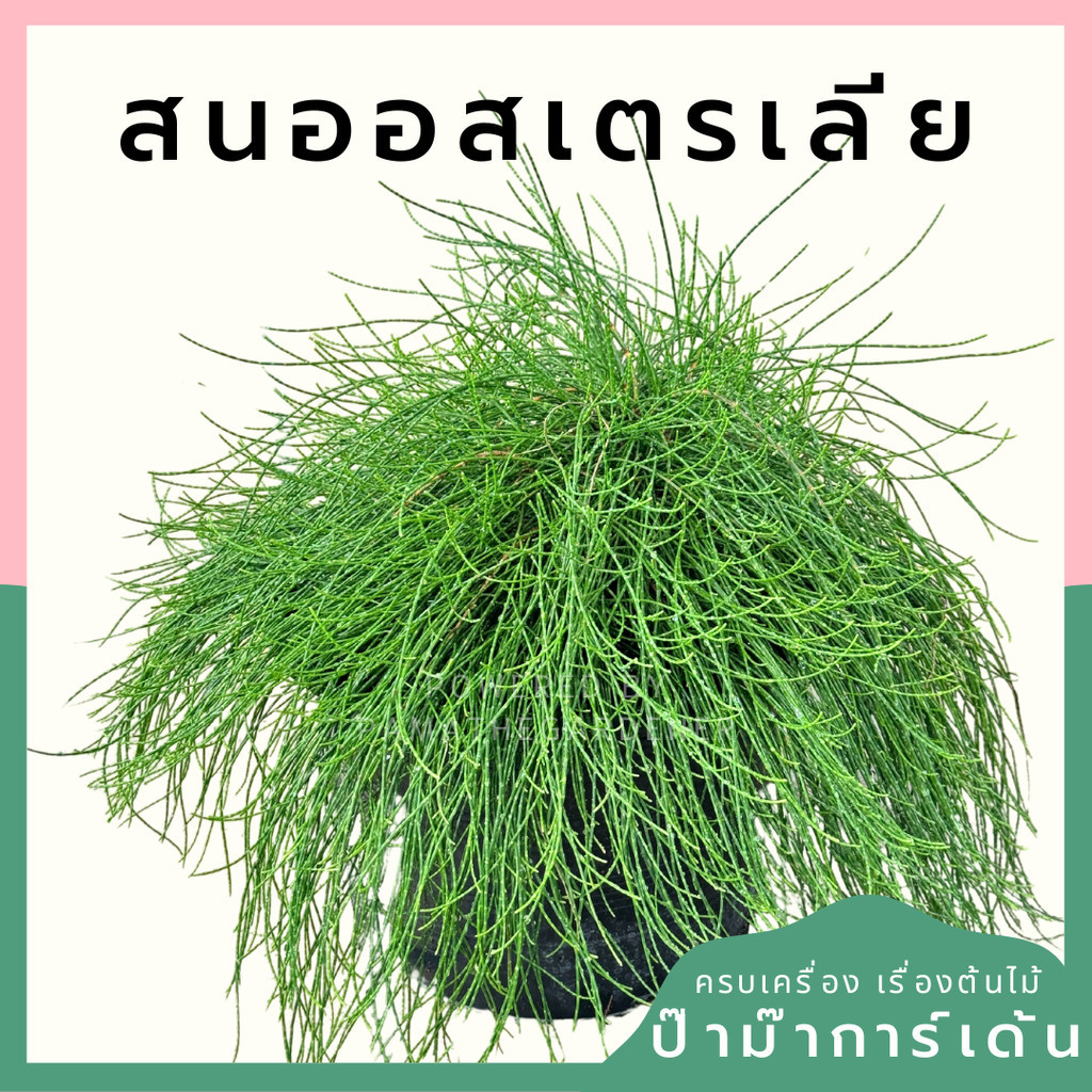 สนออสเตรเลีย Casuarina equisetifolia กระถาง 11 นิ้ว