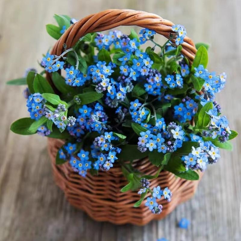 เมล็ดพันธุ์ อย่าลืมฉัน 10 เมล็ด Forget-me-not Seed Blue Flower Seeds เมล็ดดอกไม้ บอนสีสวยๆ ต้นไม้ประดับ ดอกไม้ปลูก ต้นไม - รูปที่ 2