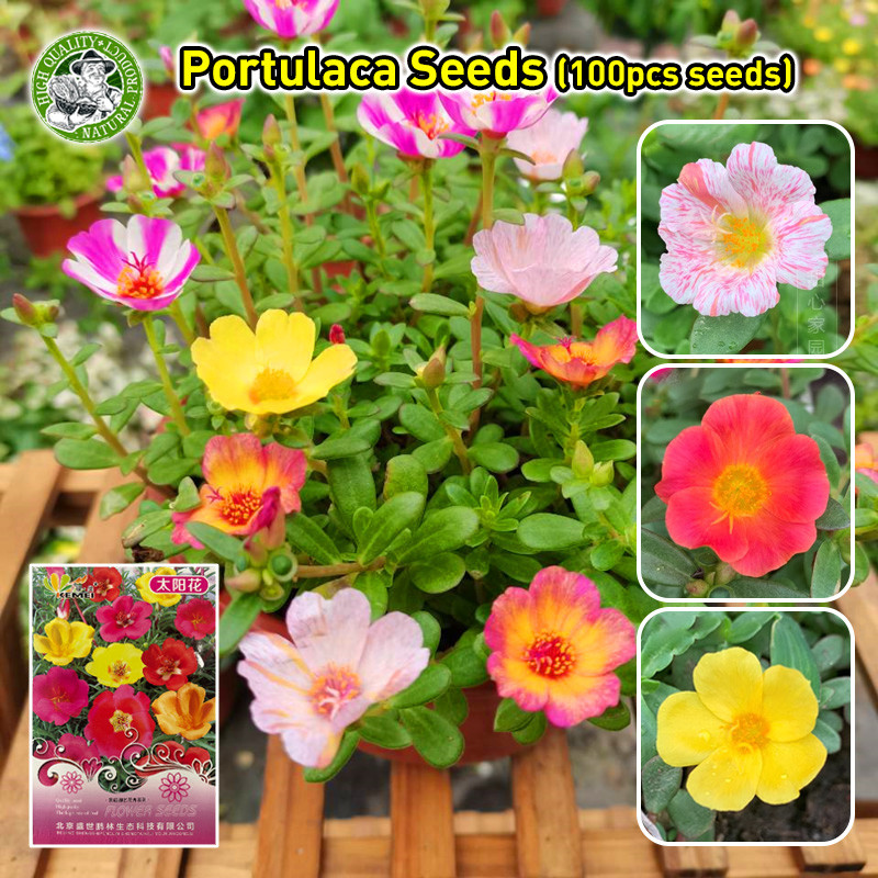 ปลูกง่าย/COD โตไว เมล็ดพันธุ์ ดอกไม้ดวงอาทิตย์ Single Petals Portulaca Seeds Moss Rose Plant Seeds Bonsai Flower Seeds