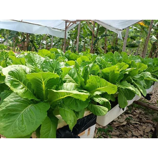 เมล็ดพันธ์ุผักสลัด 150-200 เมล็ด รับประกัน ตรงสายพันธุ์ อัตรางอก99% มีหลายแบบให้เลือก