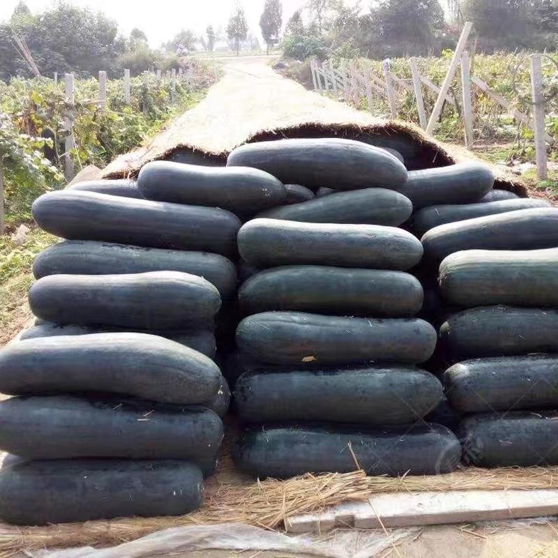 30 เมล็ด เมล็ดพันธุ์ ฟักดำยักษ์ Large Black Winter Melon Seeds Vegetable Seeds ฟักเขียวเปลือกดำตอปิโด ผักออร์แกนิก Plant - รูปที่ 3