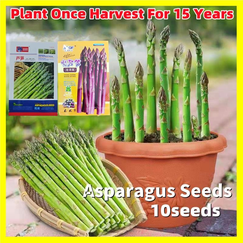 10 Seeds Organic Asparagus Seeds Vegetable Seeds หน่อไม้ฝรั่ง /หน่อไม้ฝรั่งม่วง /หน่อไม้ฝรั่งขาว /เม